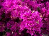 bloemenzee voorjaar 2004 Mirtos-Kreta